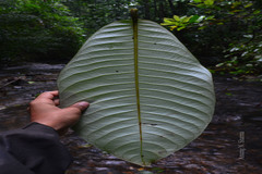 Semecarpus kathalekanensis